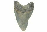 Serrated, Fossil Megalodon Tooth - North Carolina #295309-1